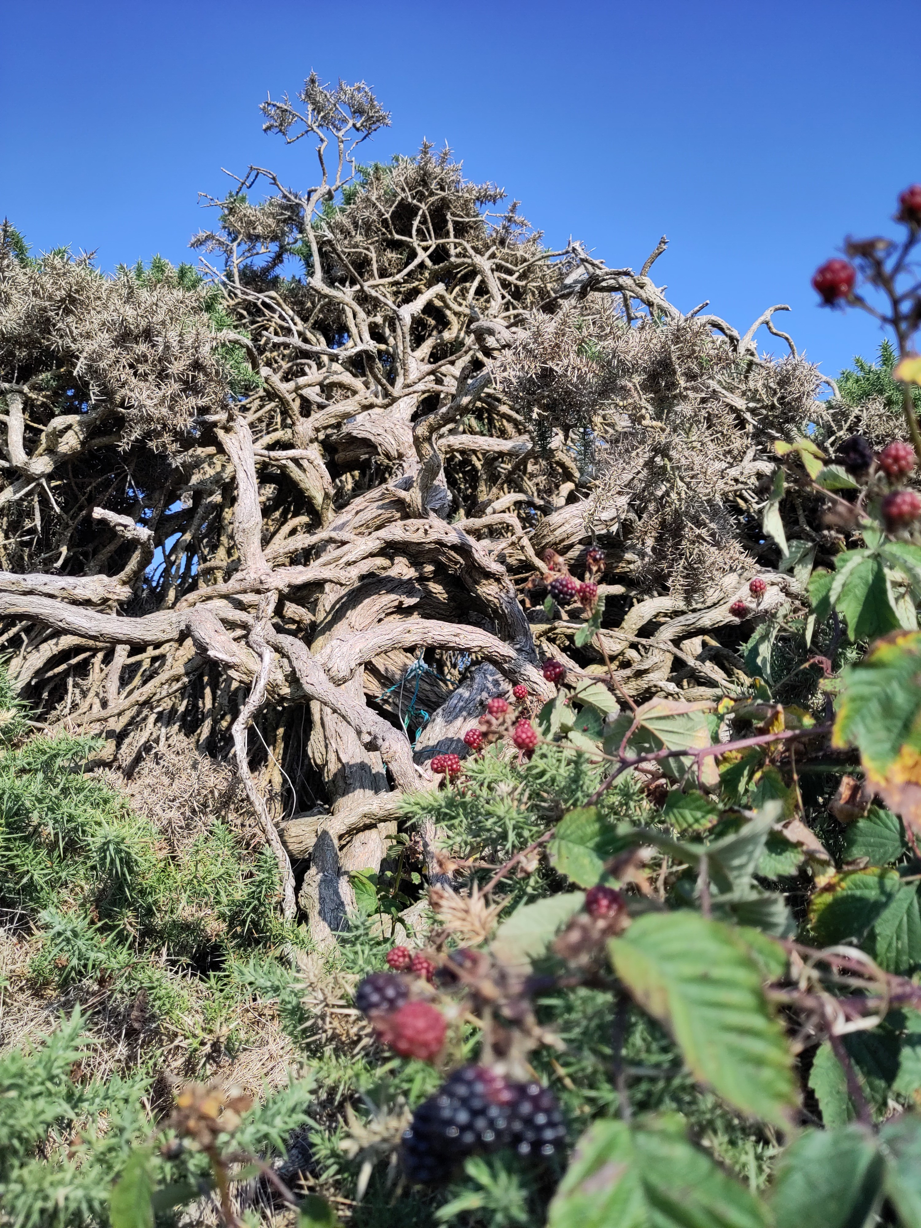 Greanvine in the furze