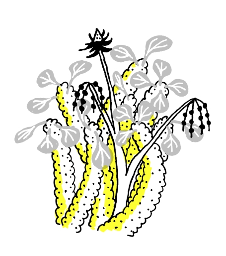 Ben plant drawing