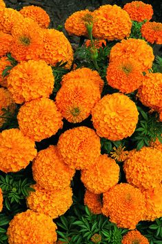 marigolds