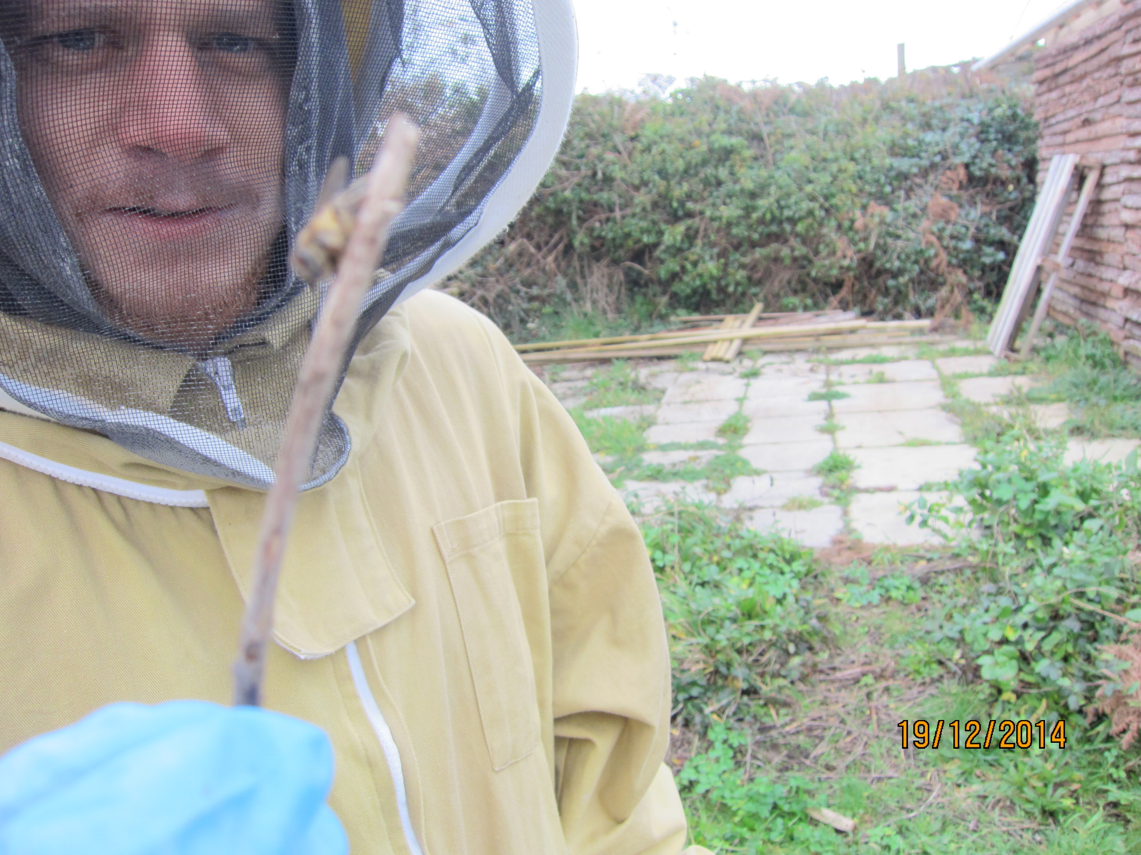 bees