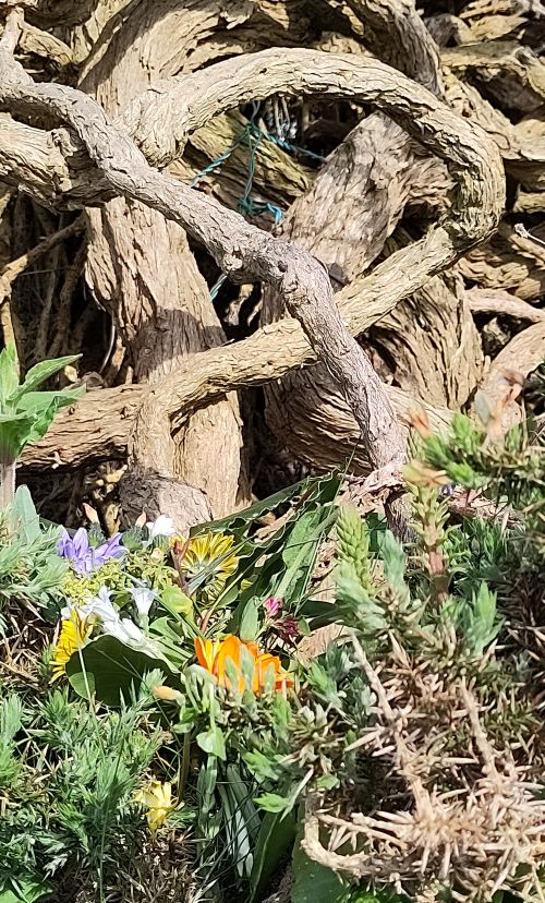 May flowers for the Greanman