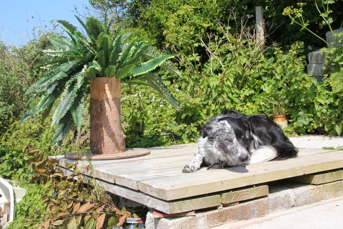 fern dog