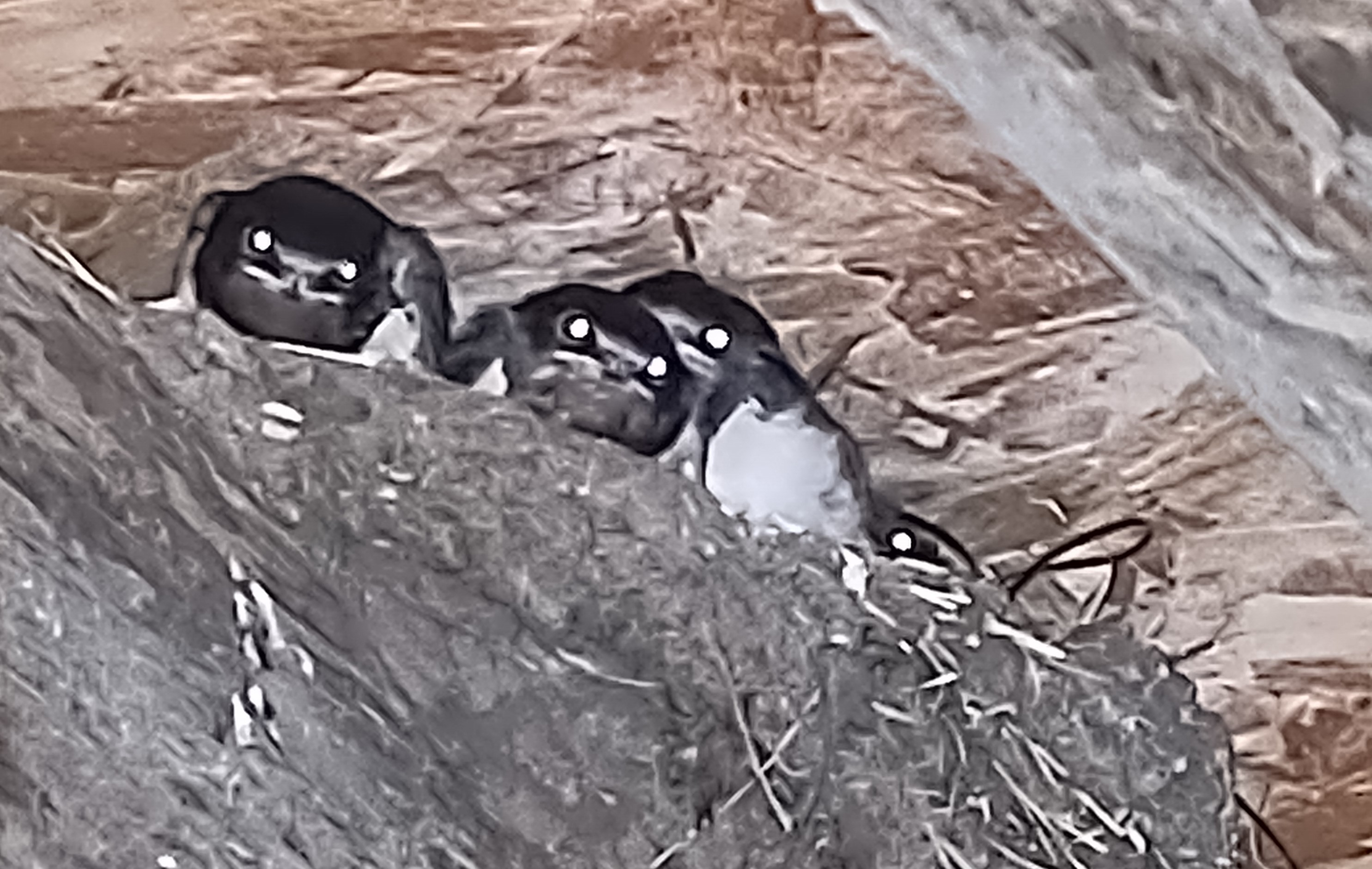 swallow_chicks