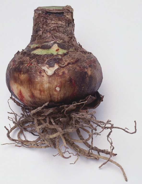 amaryllis-bulb.jpg