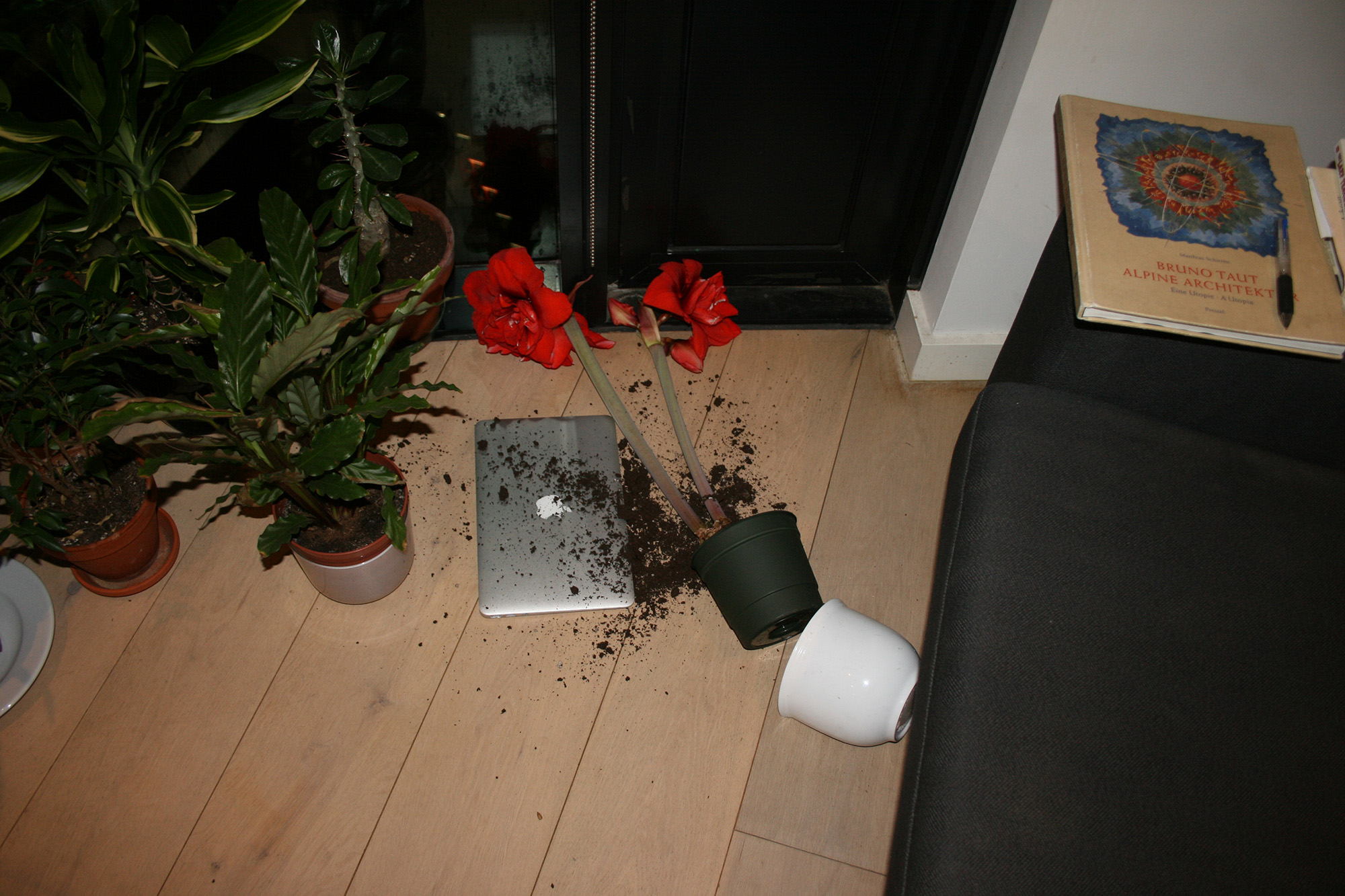 amaryllis-fall.jpg