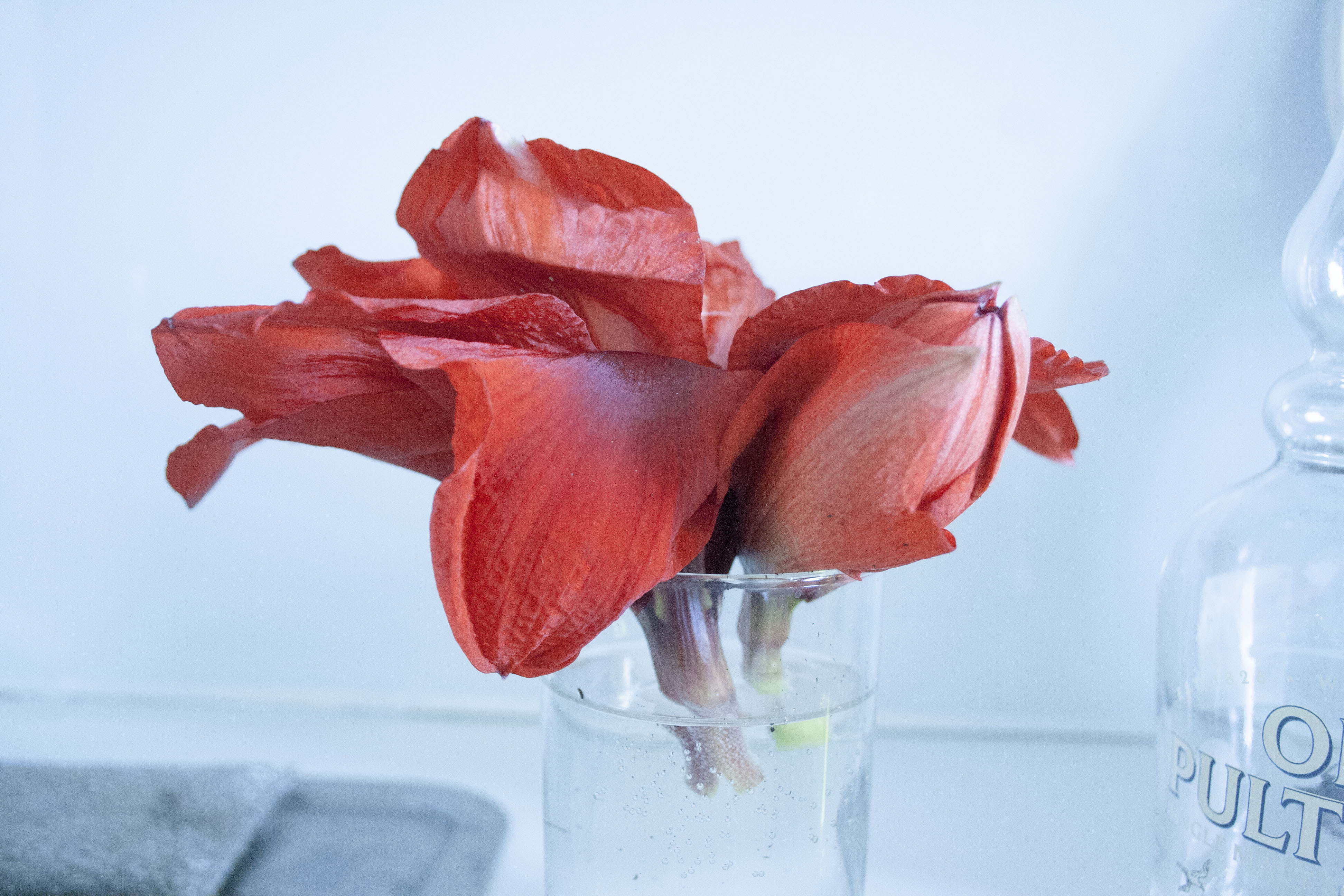 amaryllis-head.jpg