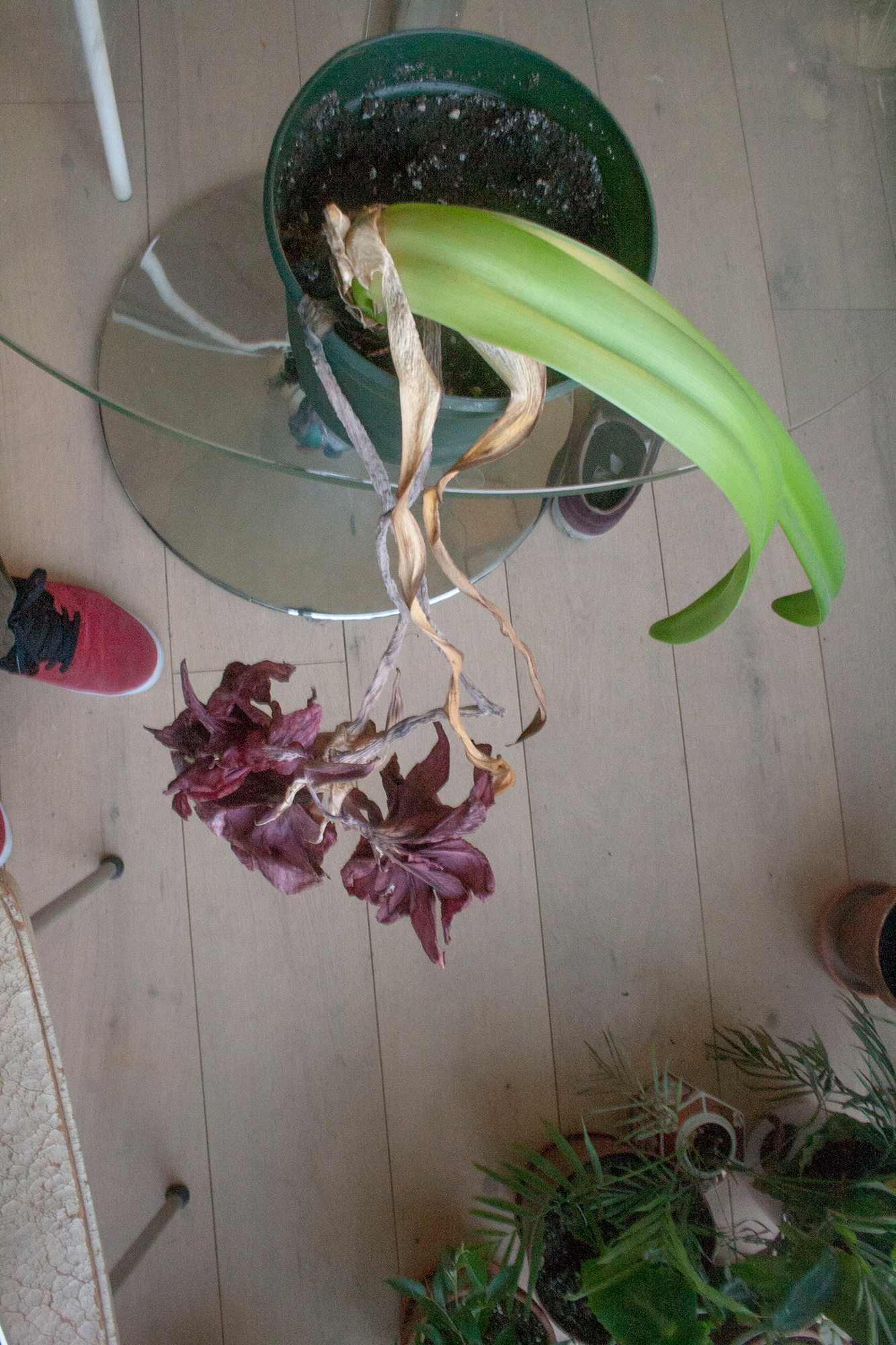amaryllis-rest.jpg