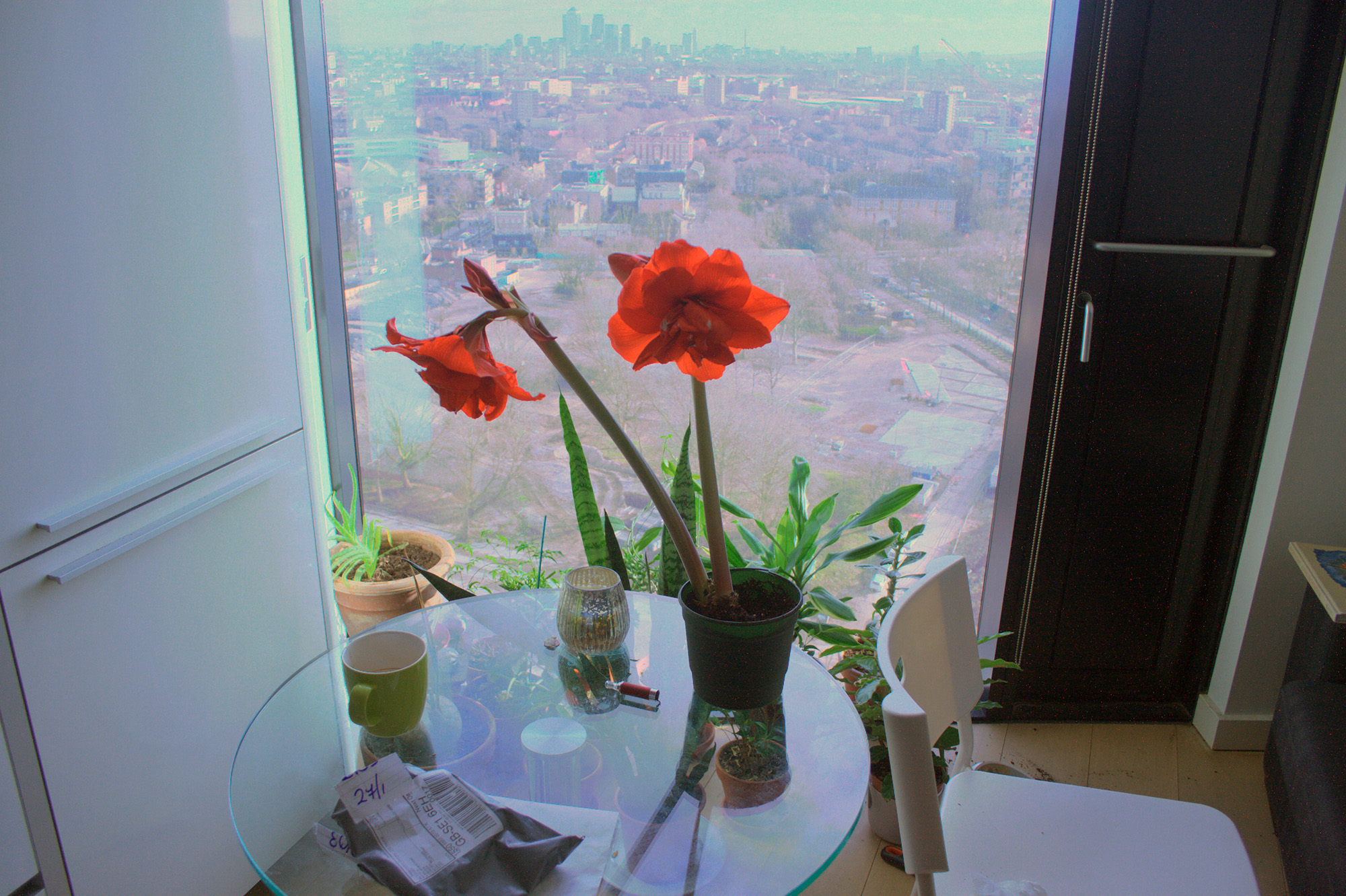 amaryllis-return.jpg