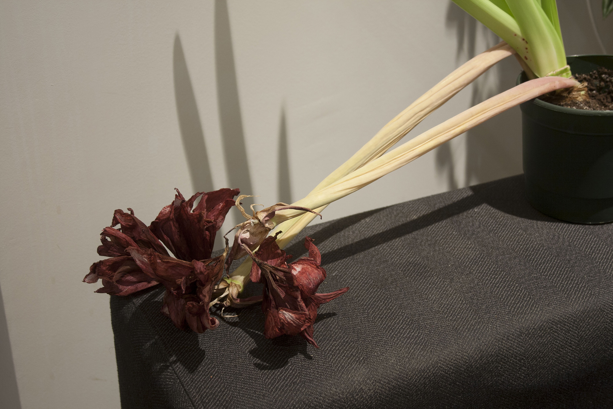 amaryllis-sleepy.jpg