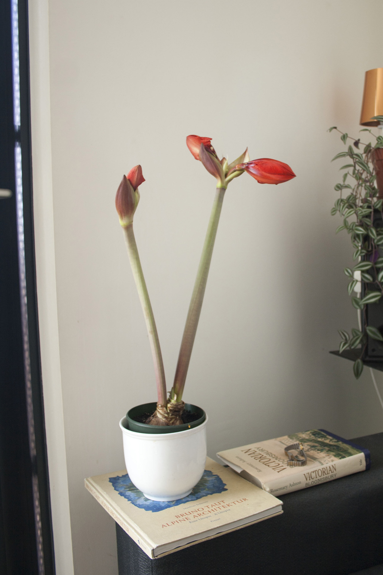 amaryllis-sprout.jpg