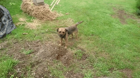 Approaching a small dog